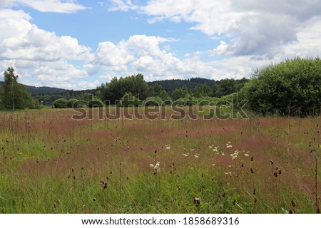 Scenery: Blooming grass in wilde meadow