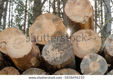 Wall of stacked wood logs for background. Many sawed pine logs stacked in a pile horizontal front view closeup. Background of dry chopped firewood logs stacked up on top of each other in a pile