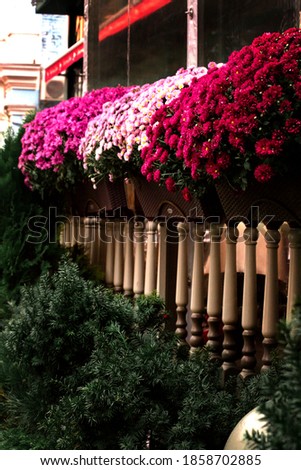 Purple, red and pink blooming chrysanthemum flowers in decorative flower pots on a balcony with a fence close-up. Floral Wallpaper background with autumn balcony flowers.