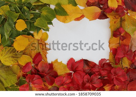 Autumn leaves with a white surface for advertising or note