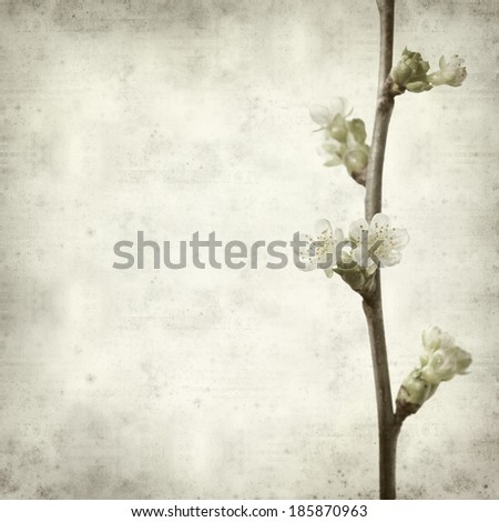 textured old paper background with spring flowering branch