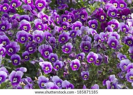 Purple pansy (Viola Tricolor) flowerbed