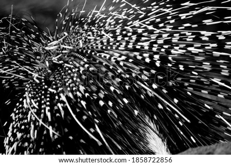Black and white African Porcupine quills
