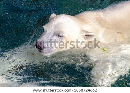 Picture of a young polar bear while swimming, scientific name Ursus maritimus
