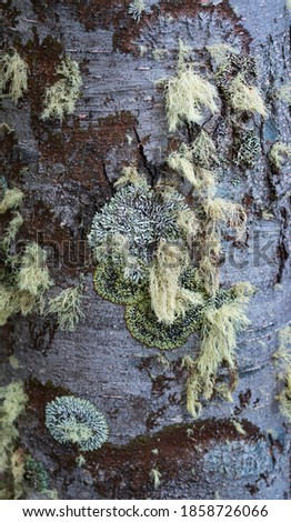 Lichen on Lenga tree (Nothofagus pumilio) in Navarino Island of Beagle Channel, Tierra del Fuego Archipelago of Magellan and Chilean Antarctica region of Chile, South America