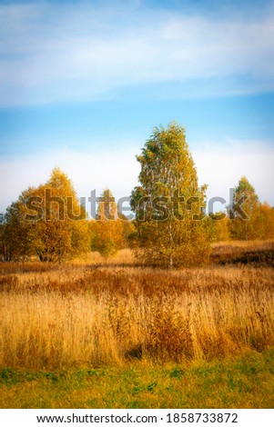 Autumn landscape. Yellow fields and blue sky.