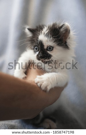 Hand holding a cute black and white kitty