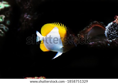 The pyramid butterfly fish - (Hemitaurichthys polylepis)
