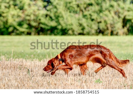 Beautiful red Ihrish Setter hunting dog working on a harvested grain field. Royalty-Free Stock Photo #1858754515