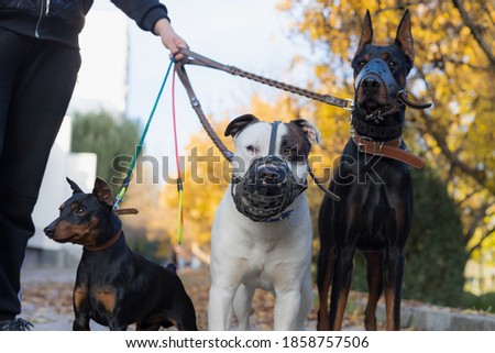 Dogs on a leash. Selective focus with blurred background. Shallow depth of field.
