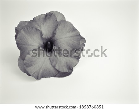 flower in black and white image, desert rose flower plants and blurred background ,macro and old vintage style photo for card design