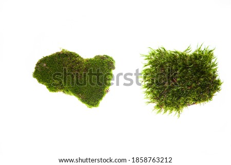 Forest moss plants isolated on white green concept background