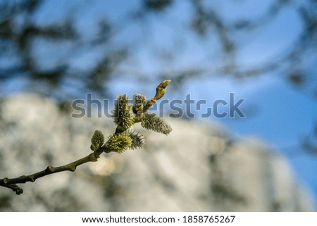 Buds of willow in spring