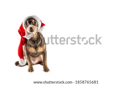 Cute chihuahua puppy wearing santa claus hat. Festive Christmas background. New Year's and Christmas. The dog looks at the camera. Christmas dog. Isolate. Banner. Copyspace