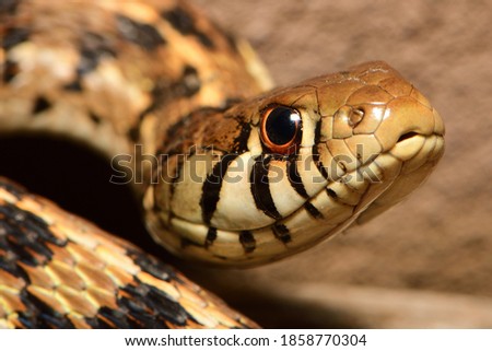 Closeup of a checkered garter snake. Royalty-Free Stock Photo #1858770304