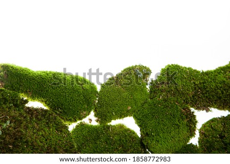 Forest green moss plants isolated on white concept background