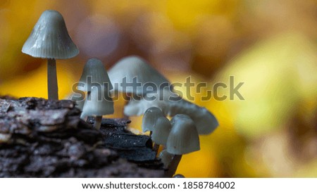 Mushrooms woods wildlife close ups ancient forest paradise