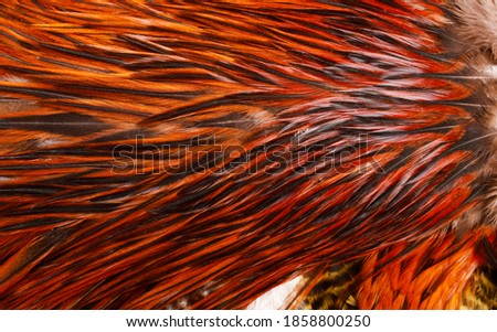 red and brown feathers in a pile