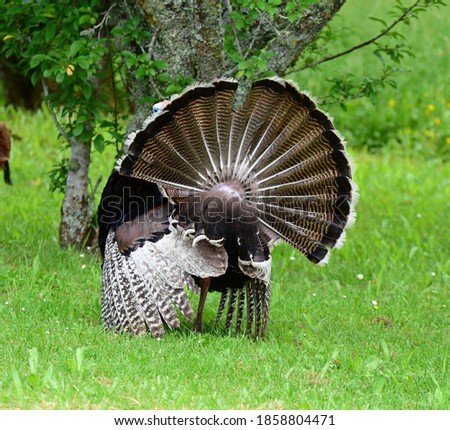 Beautiful big bird turkey in the country side of Auckland 