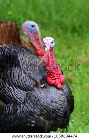 Beautiful big bird turkey in the country side of Auckland 