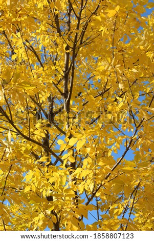 bright yellow leaves against the blue sky, beautiful autumn picture