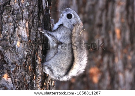 A flying squirrel climbs a tree.  Russia, Buryatia, Bauntovsky district.