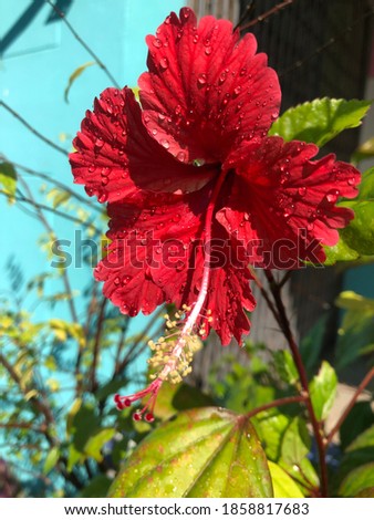 Hibiscus flower picture for background