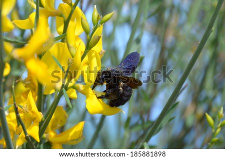 Expressive black bumblebee collects nectar from the large yellow flower of the weaver's broom. Beautiful Crimean endemic glossy-black bumblebee. High resolution wildlife photography