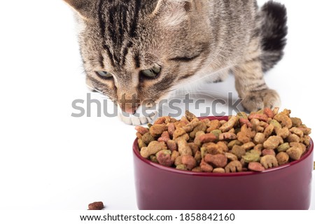 studio lighting. the animal feed is poured into a bowl. The cat is eating food. Close-up