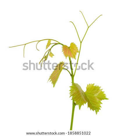 Green branch of grape vine isolated white background. Spring with leaves of grape vine.