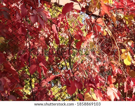 bright red leaves of autumn grapes on metal fence cells