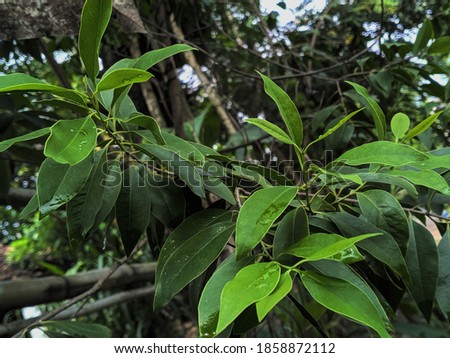 The leaves of the sandalwood tree are green and contain many benefits