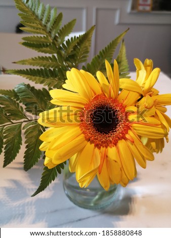 Yelloy Daisy Flower in a vase