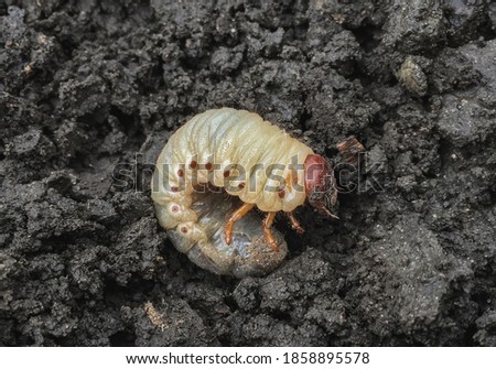 May beetle larva agricultural pest that lives underground