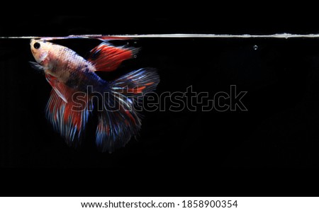 Colorful Betta fish, at Black background
