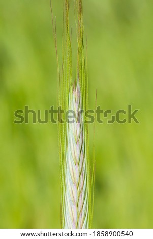 a ripe barley ear in summer