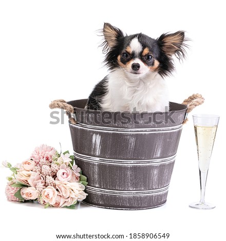Long-haired Chihuahua in a bucket with pink flowers on a white background