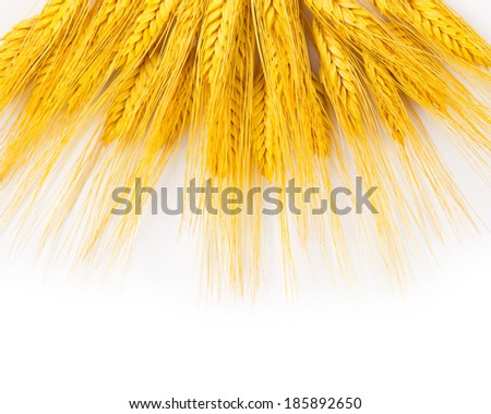 Wheat spikes isolated on white
