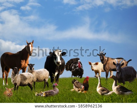 Lots of farm animals on the pasture Royalty-Free Stock Photo #1858962136