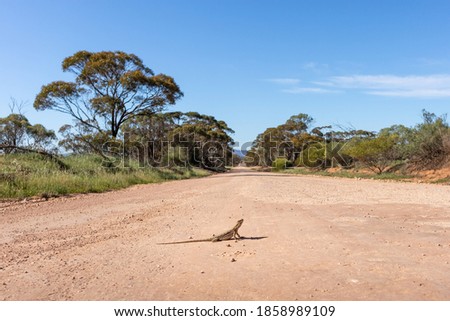 Lizard sunbathing in the middle of a gravel road, peninsula dragon (Ctenophorus fionni) standing in an unsealed road. Full body picture of a reptile at Gawler Ranges national park, South Australia