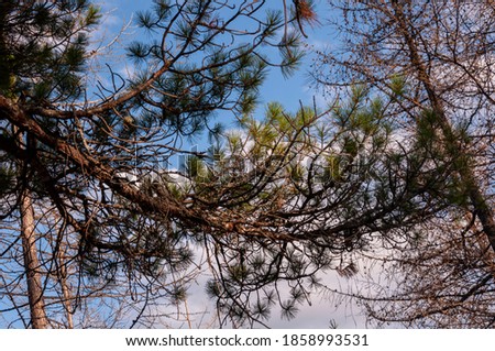 Green forest with pines and spruces with big needles on the background with blue sky. Bright summer day. Bottom view of tree crowns