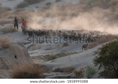 shepherds traveling  with flock of sheep in dust ,
nomadic life of shepherds in Baluchistan 