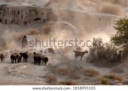 shepherds traveling  with flock of sheep in dust ,
nomadic life of shepherds in Baluchistan 