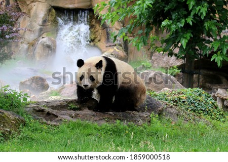 Giant panda walking in its environment against rocks and a waterfall in the background