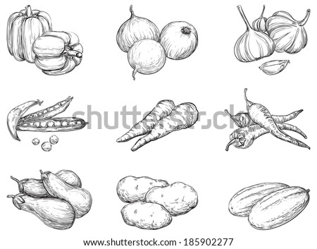 Vegetables. Vector set 1 of vegetables at engraving style 