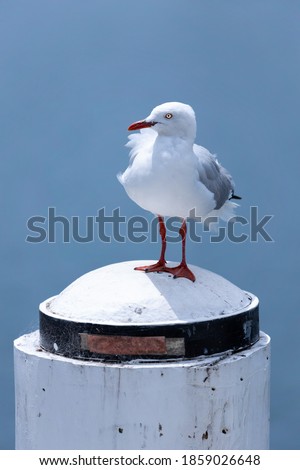 Seagull standing alone on a pole at Sydney Darling harbour NSW Australia