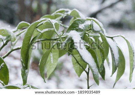 A closeup shot of green leaves with snow
