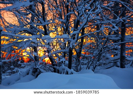 Sunset in the winter tundra through the willow branches. In the background, a bright beautiful glow. Low key. Background. Winter atmospheric picture.

