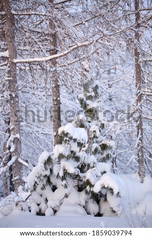 A young snow-covered cedar tree on the background of a larch forest. Close-up, morning light. Typical landscape of the Yamal tundra. Beautiful winter picture for the weather forecast.

