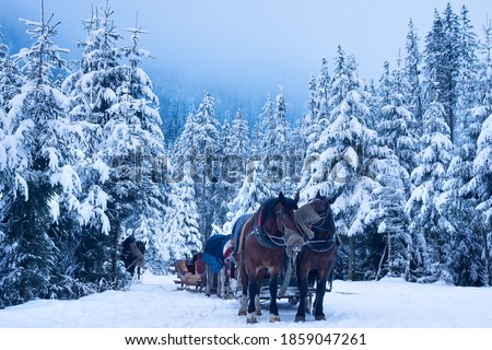 Horses in winter forest. Christmas time. Winter background. Scenery snowy and frosty weather in december.